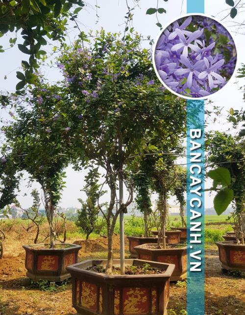  CÂY MAI XANH - PETREA VOLUBILIS MÃ MAIXANH02